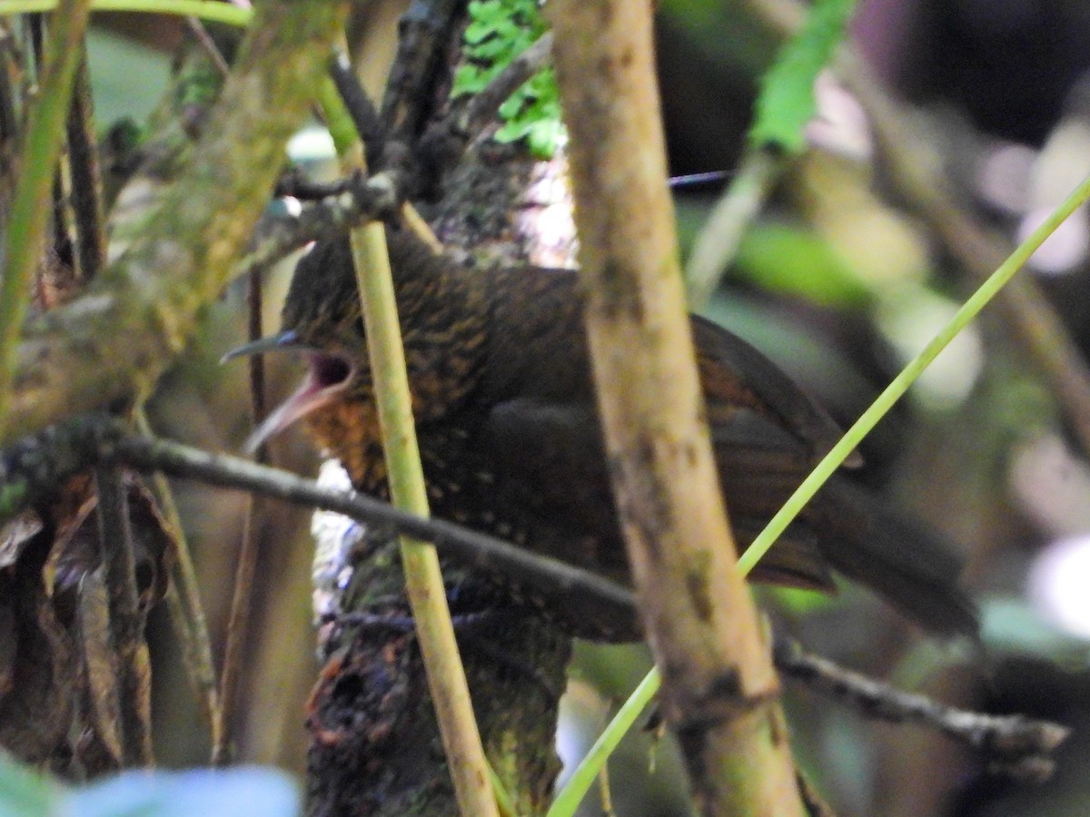 Spotted Barbtail - ML641243198