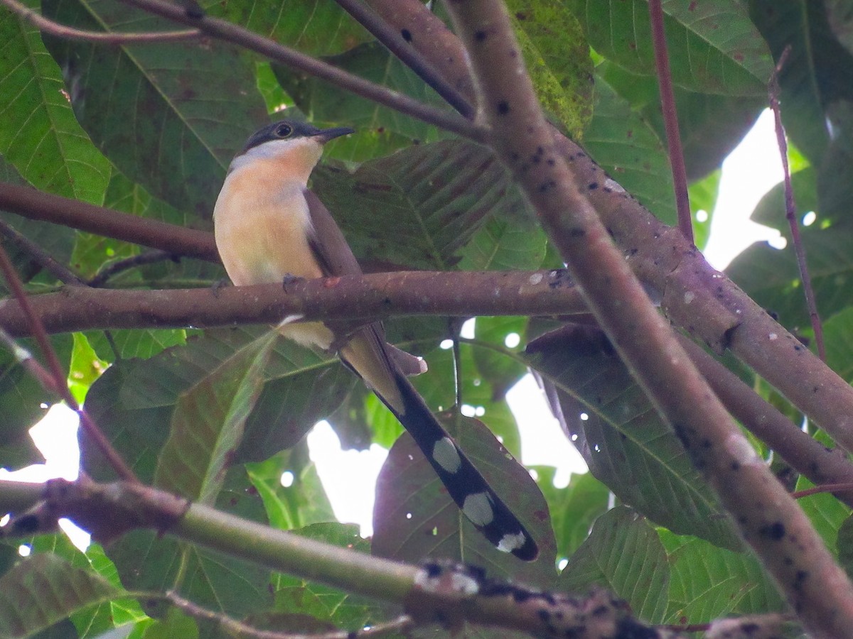 Dark-billed Cuckoo - ML641243217