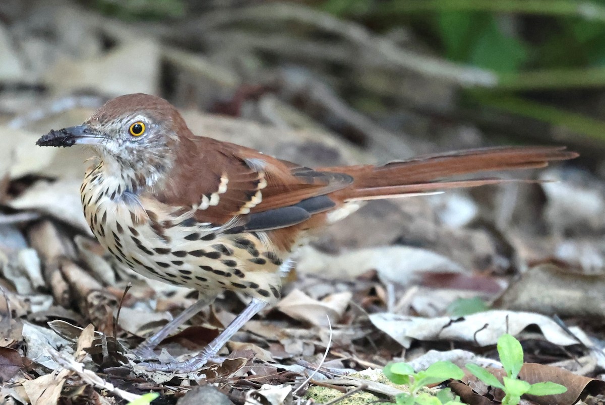 brunspottefugl - ML641243219