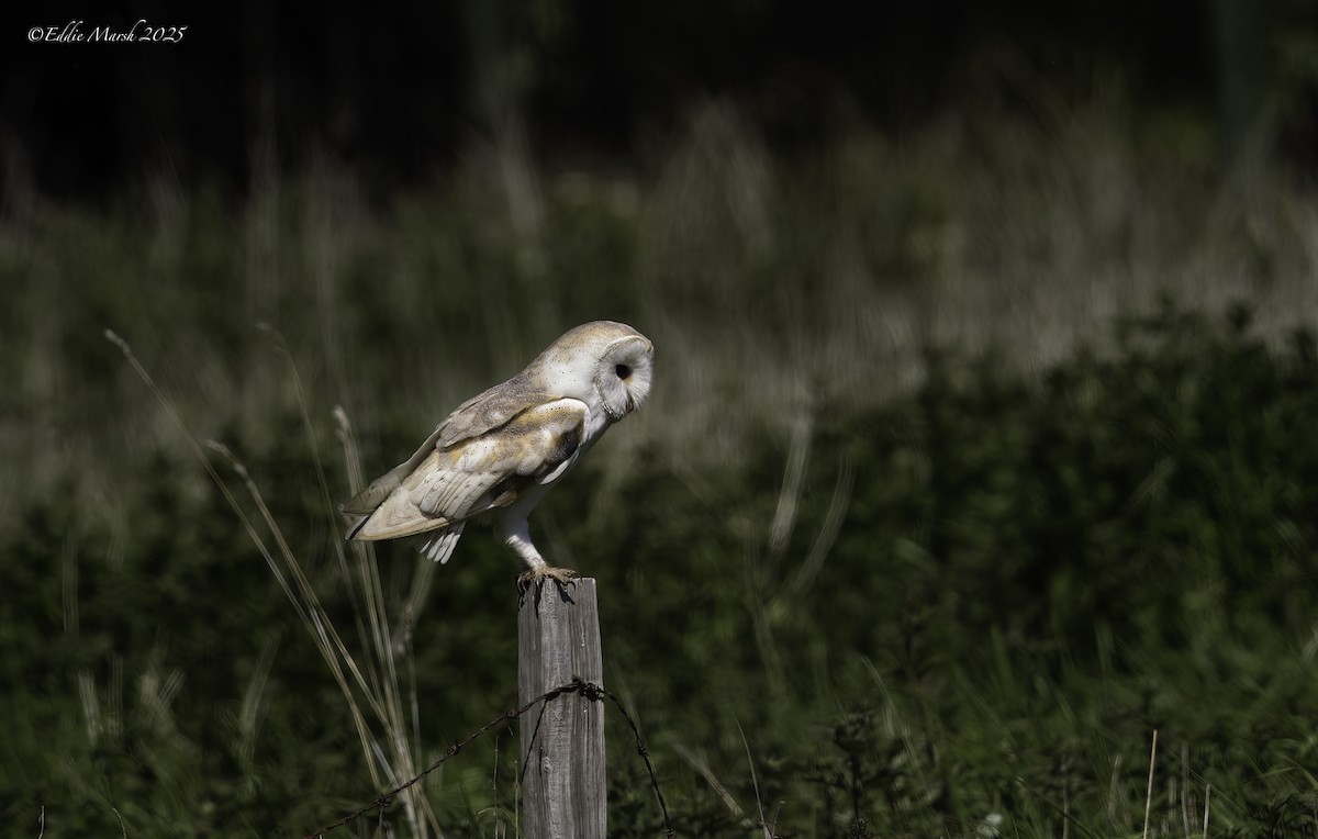Hontz zuri eurasiarra - ML641243257