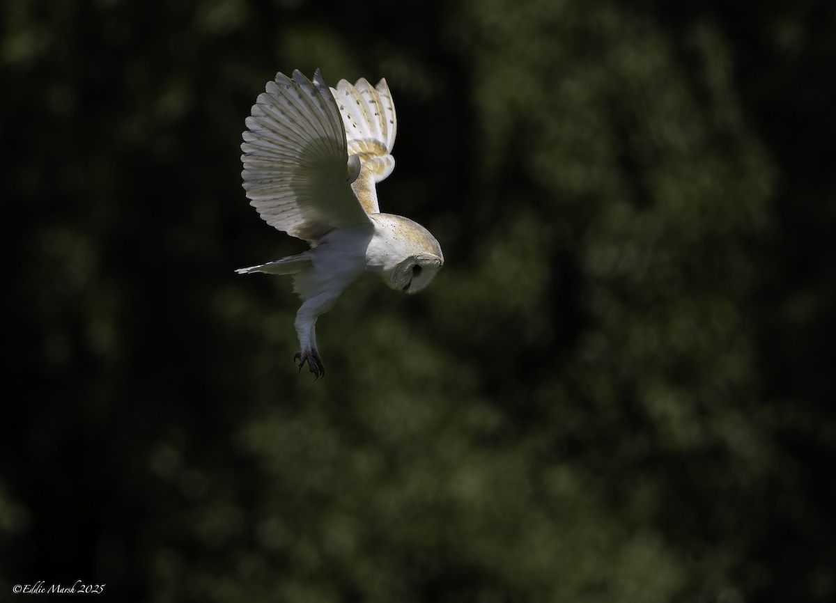 Hontz zuri eurasiarra - ML641243264