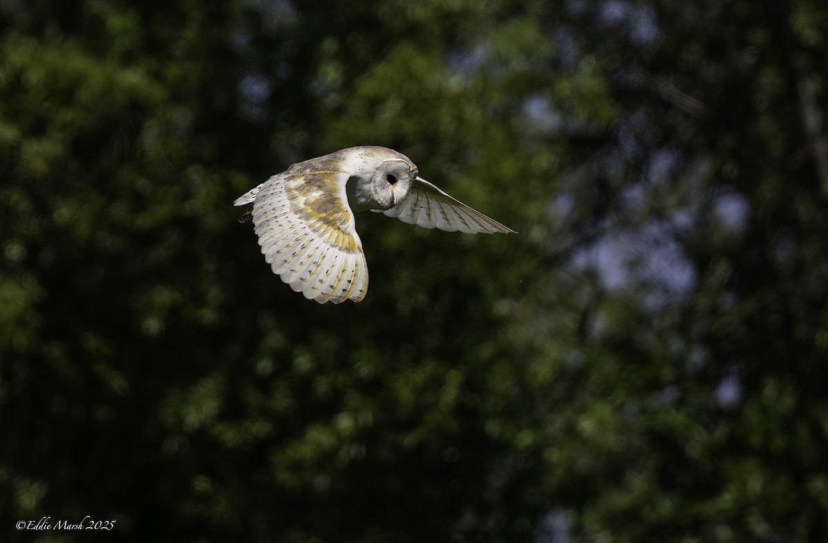 Hontz zuri eurasiarra - ML641243271