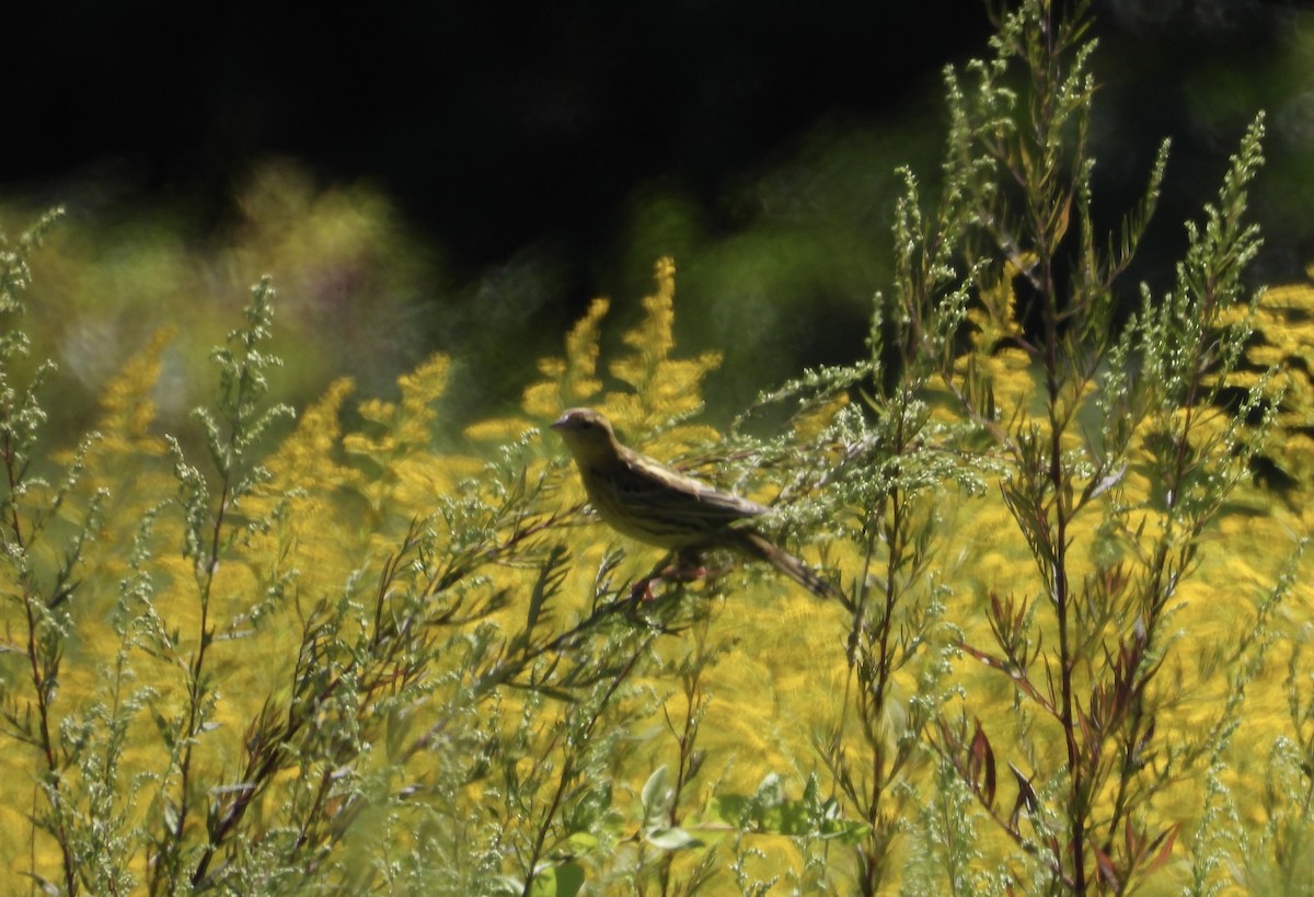 Bobolink - ML641243276