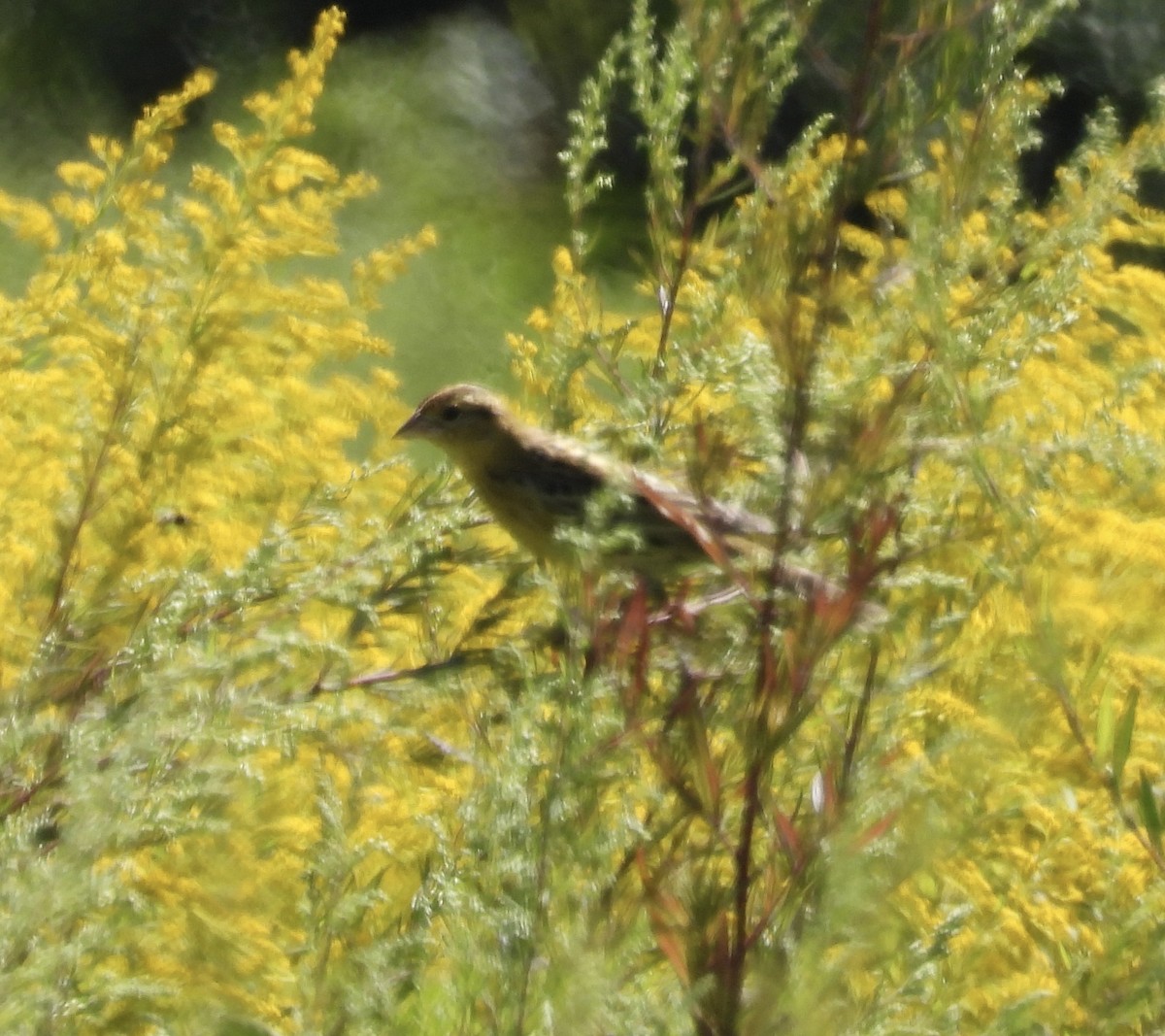 Bobolink - ML641243283