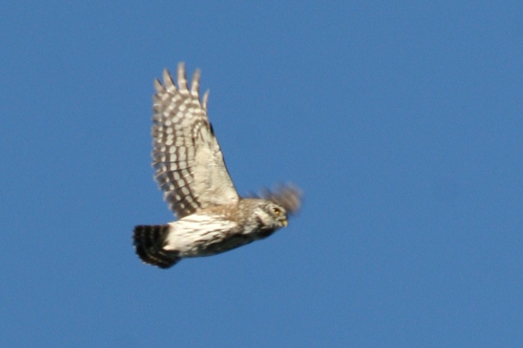 Eurasian Pygmy-Owl - ML641243326