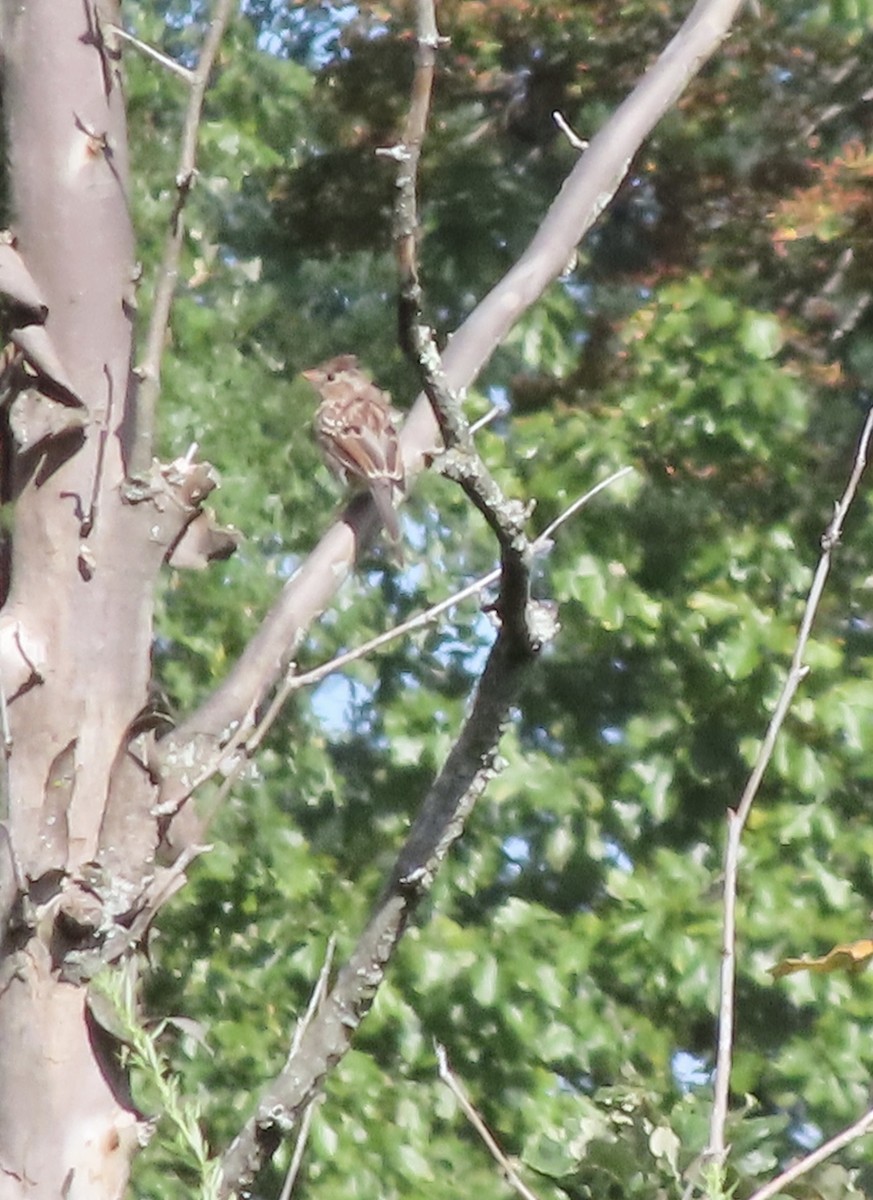 Field Sparrow - ML641243356