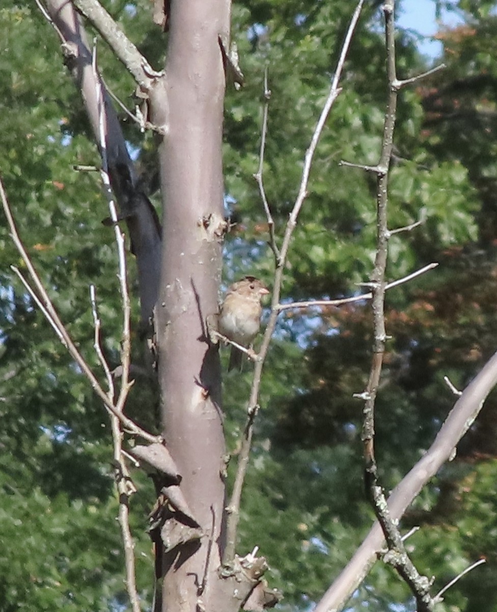 Field Sparrow - ML641243357
