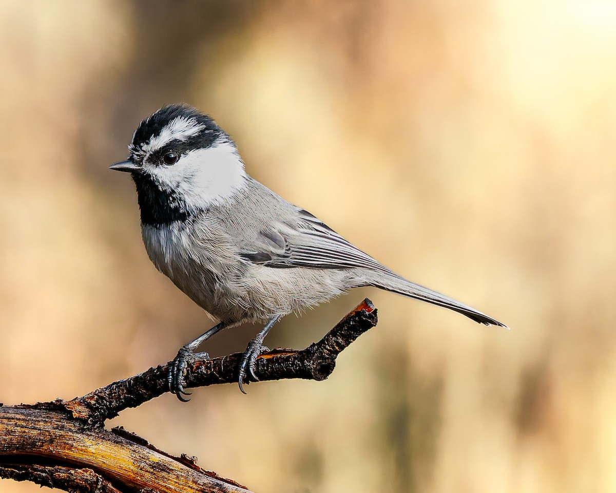 Mésange de Gambel - ML641243359