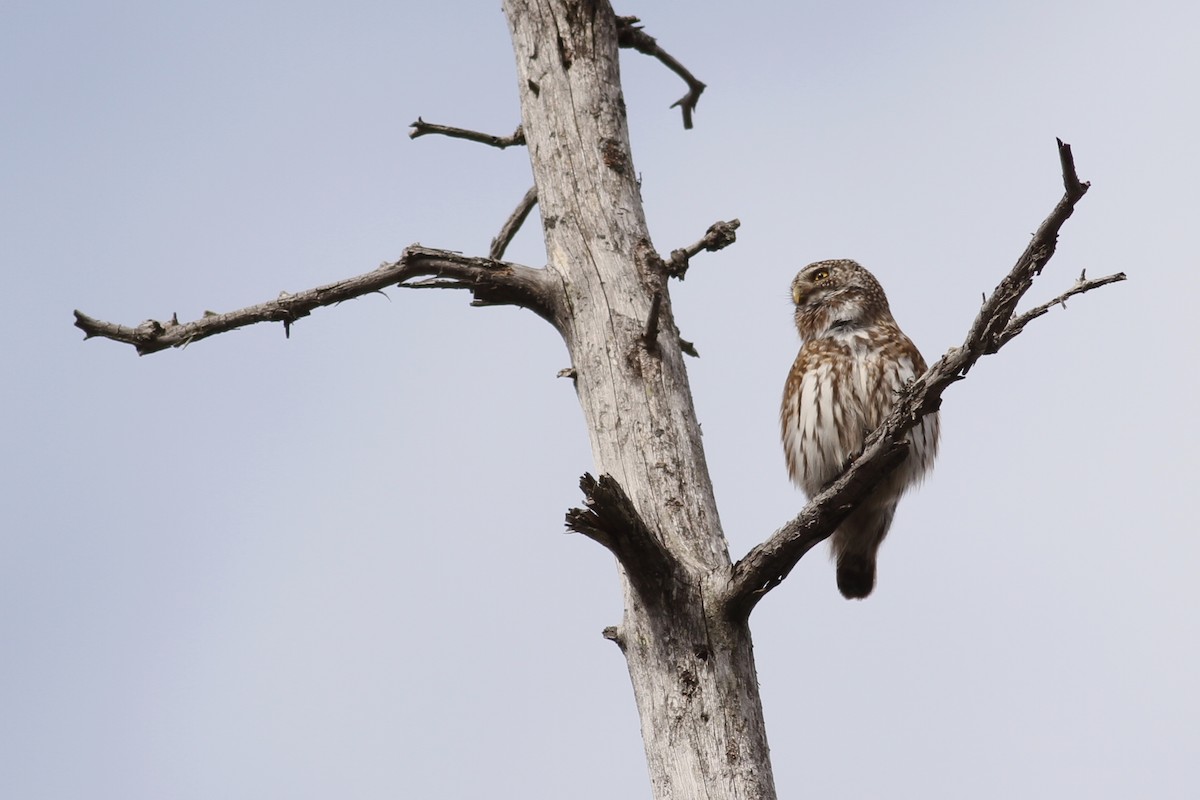 Eurasian Pygmy-Owl - ML641243364