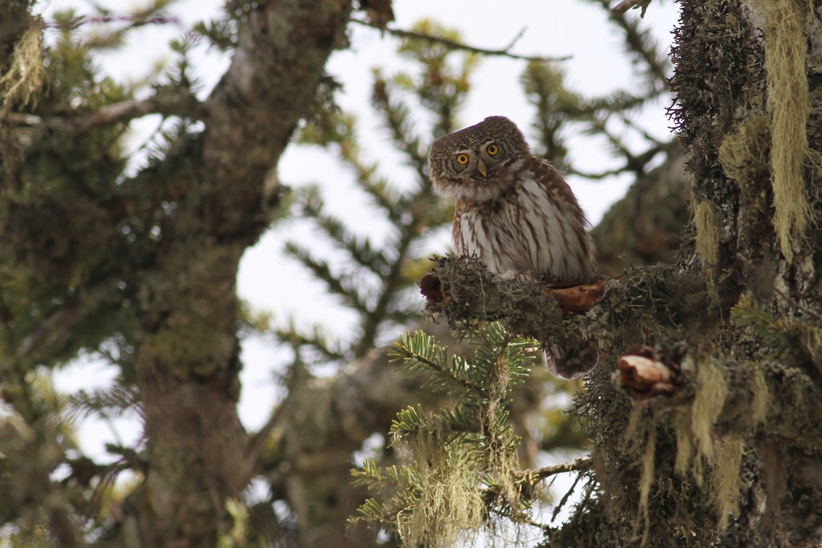 Eurasian Pygmy-Owl - ML641243365