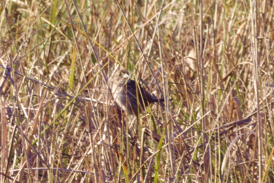 Seaside Sparrow - ML641243367