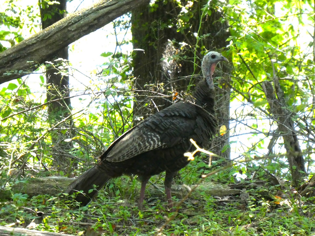 Wild Turkey - ML641243379