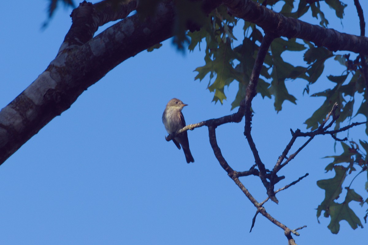 Eastern Wood-Pewee - ML641243386