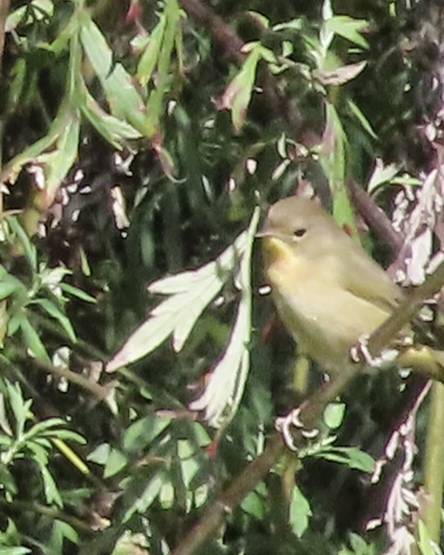 Common Yellowthroat - ML641243389