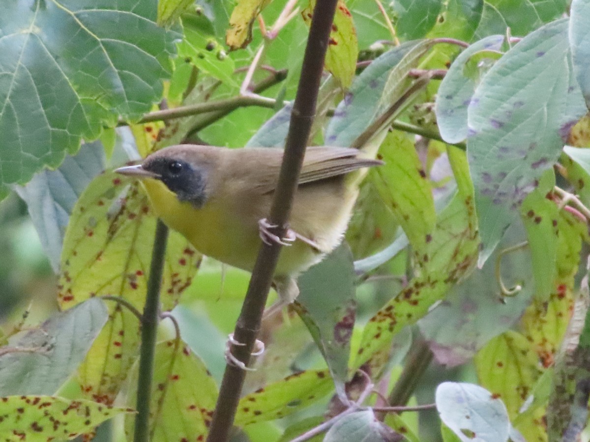 Common Yellowthroat - ML641243390