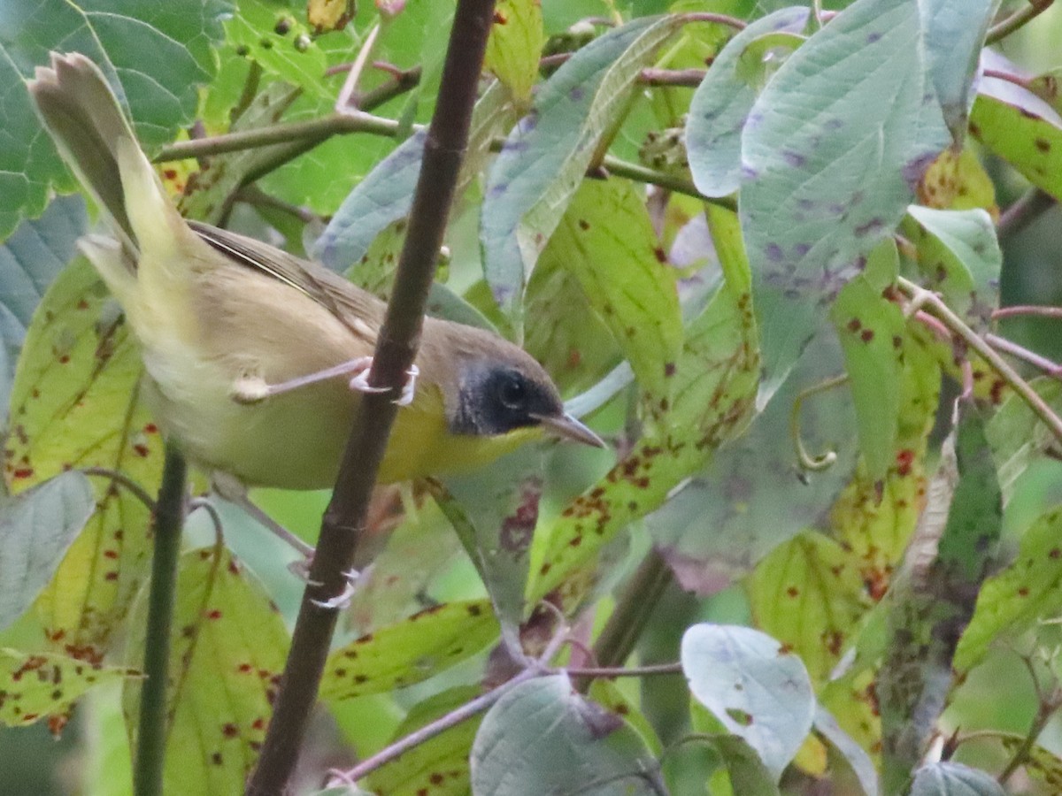 Common Yellowthroat - ML641243391