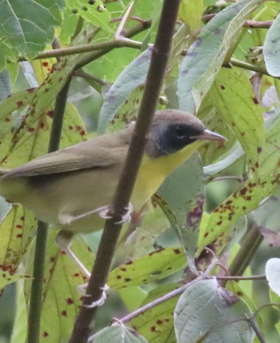 Common Yellowthroat - ML641243392