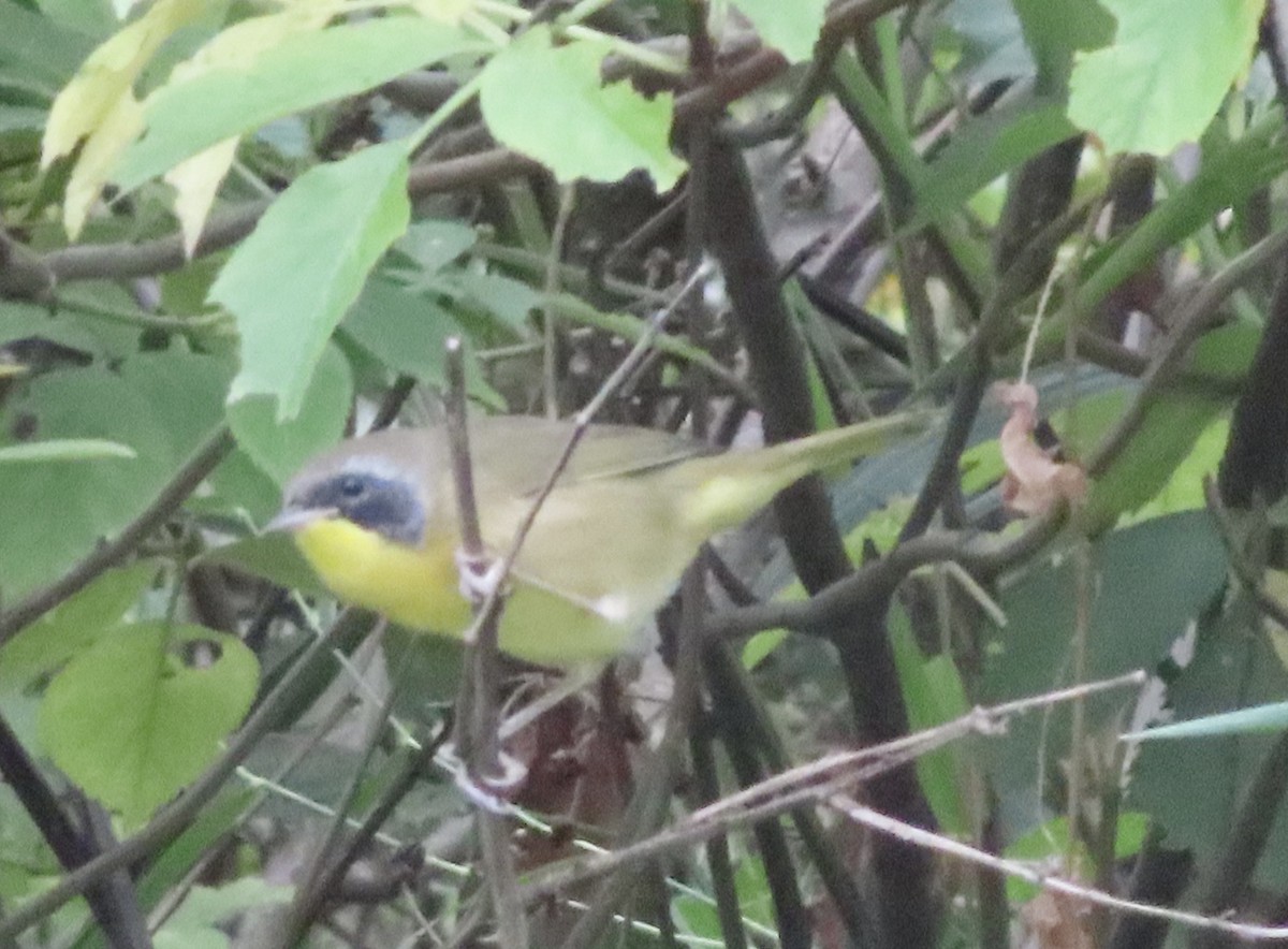 Common Yellowthroat - ML641243393