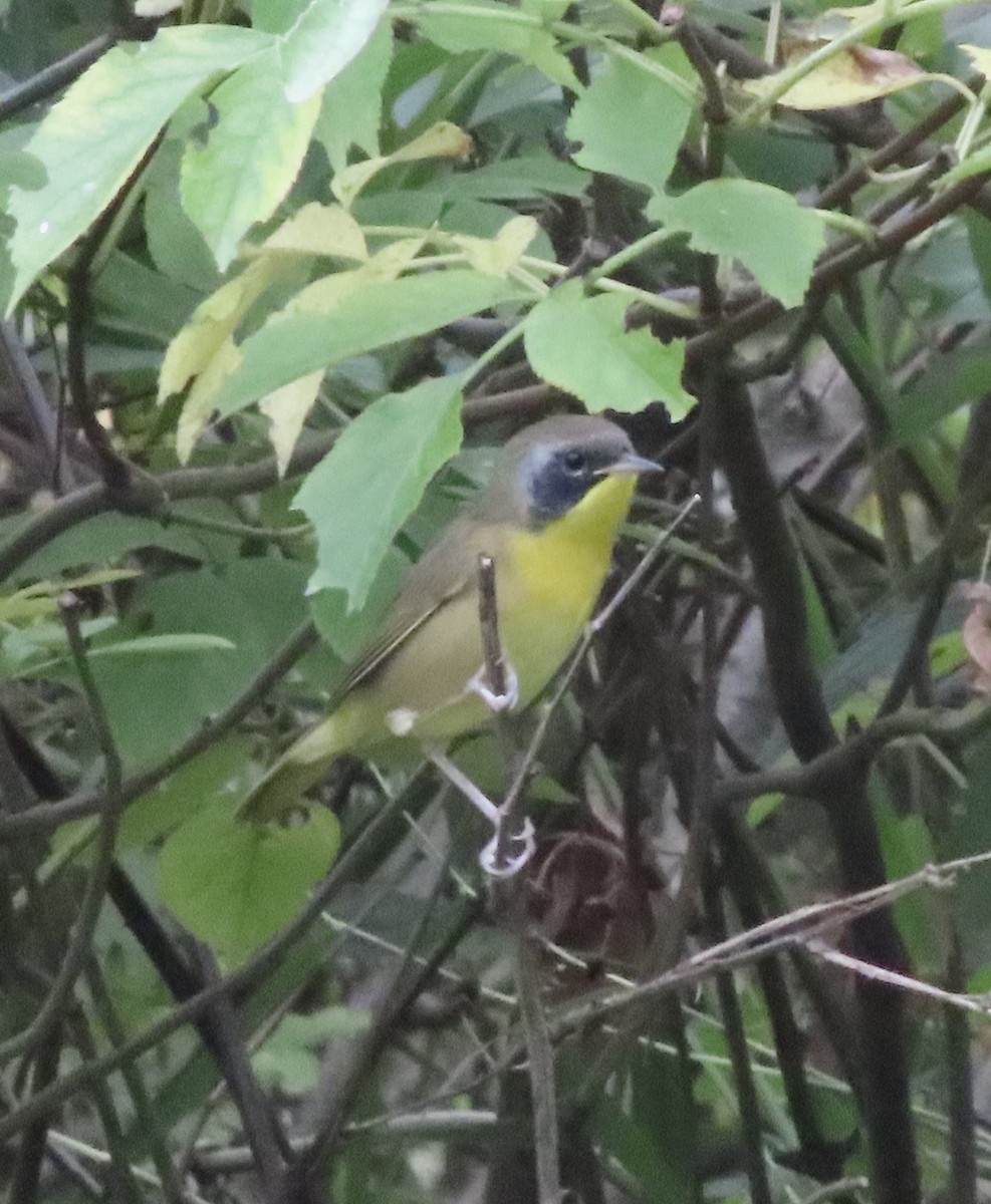 Common Yellowthroat - ML641243394