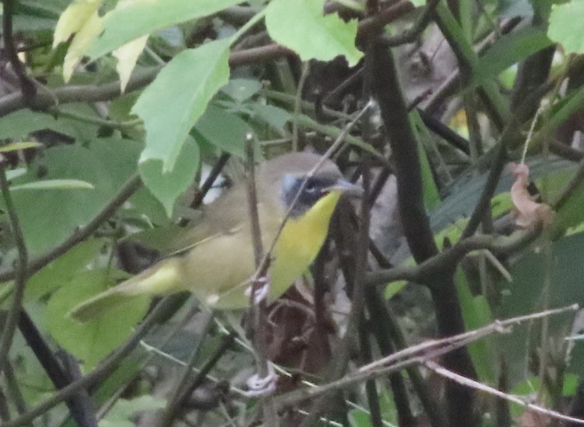 Common Yellowthroat - ML641243395