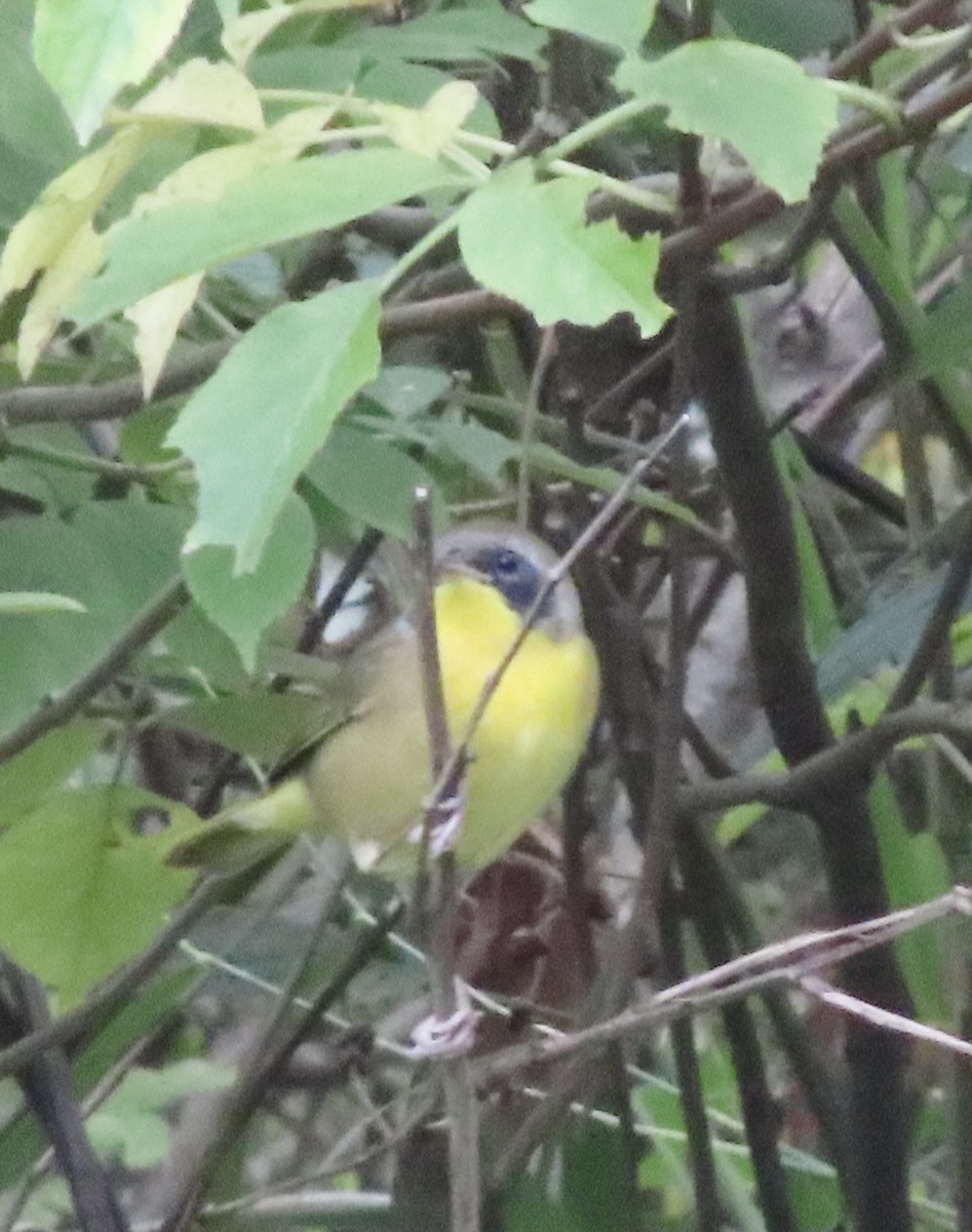 Common Yellowthroat - ML641243397