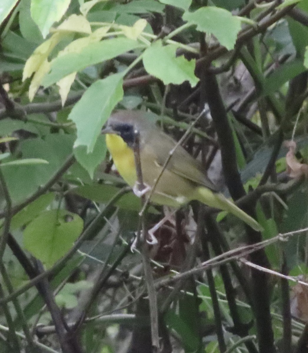 Common Yellowthroat - ML641243398