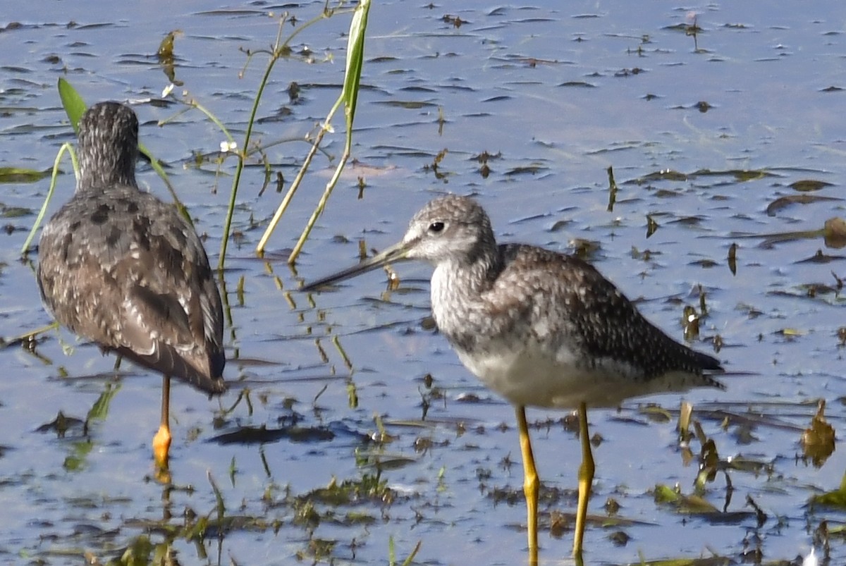 Greater Yellowlegs - ML641243419