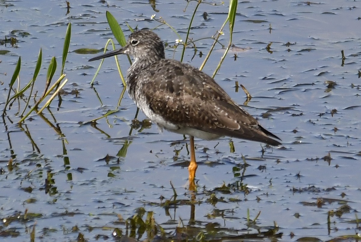 Greater Yellowlegs - ML641243420