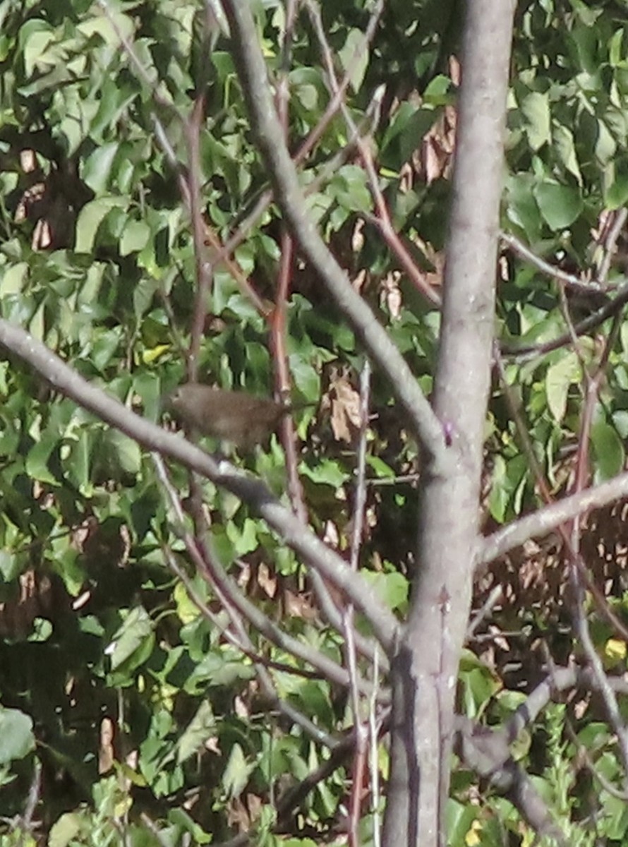 Northern House Wren - ML641243425