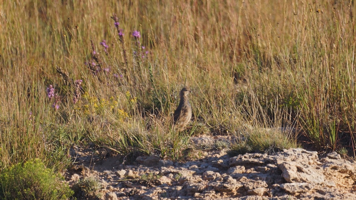 Scaled Quail - ML641243439