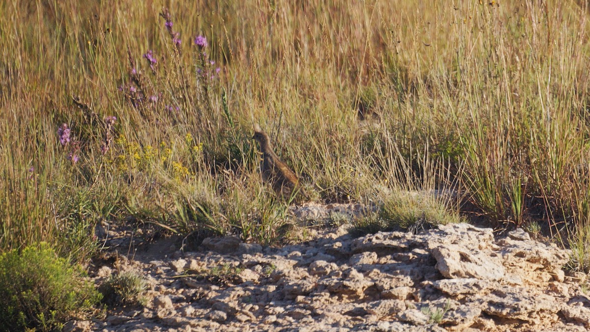 Scaled Quail - ML641243440