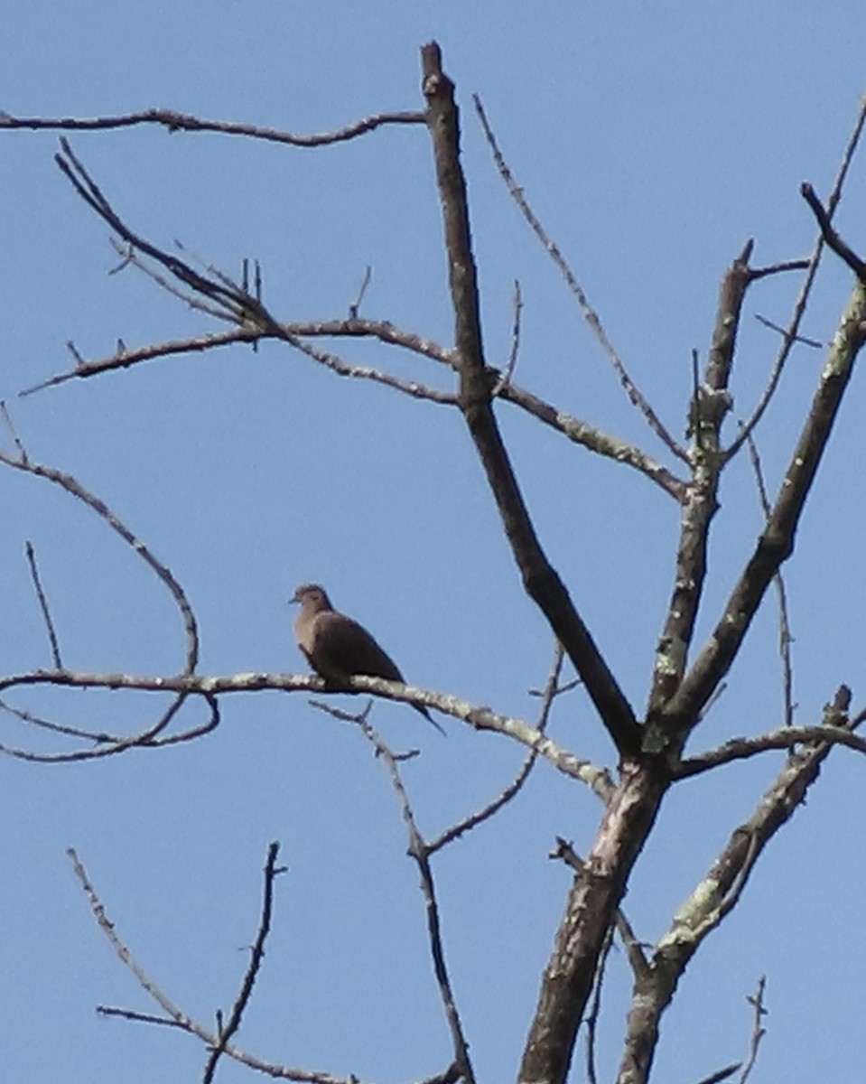 Mourning Dove - ML641243444