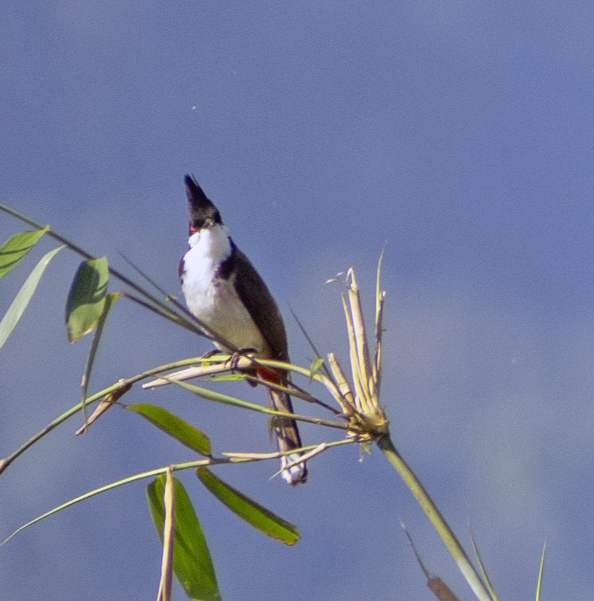 Red-whiskered Bulbul - ML641243459