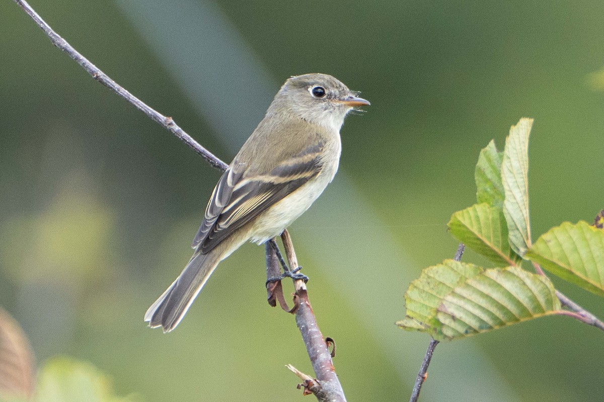 Least Flycatcher - ML641243470