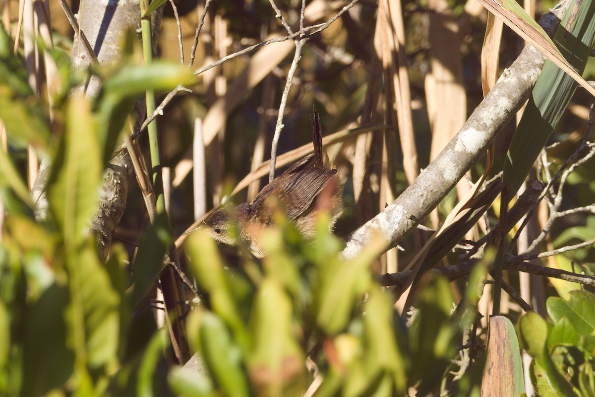 Marsh Wren - ML641243487