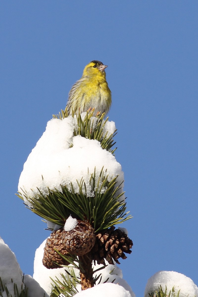 Eurasian Siskin - ML641243552