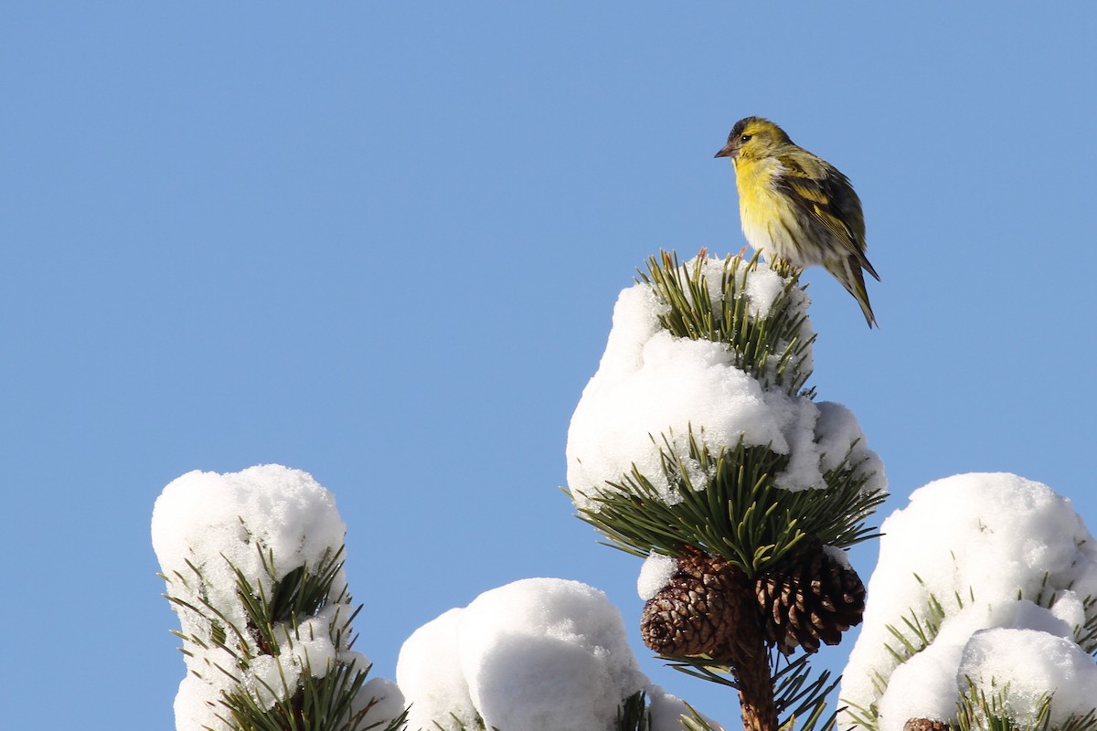 Eurasian Siskin - ML641243553