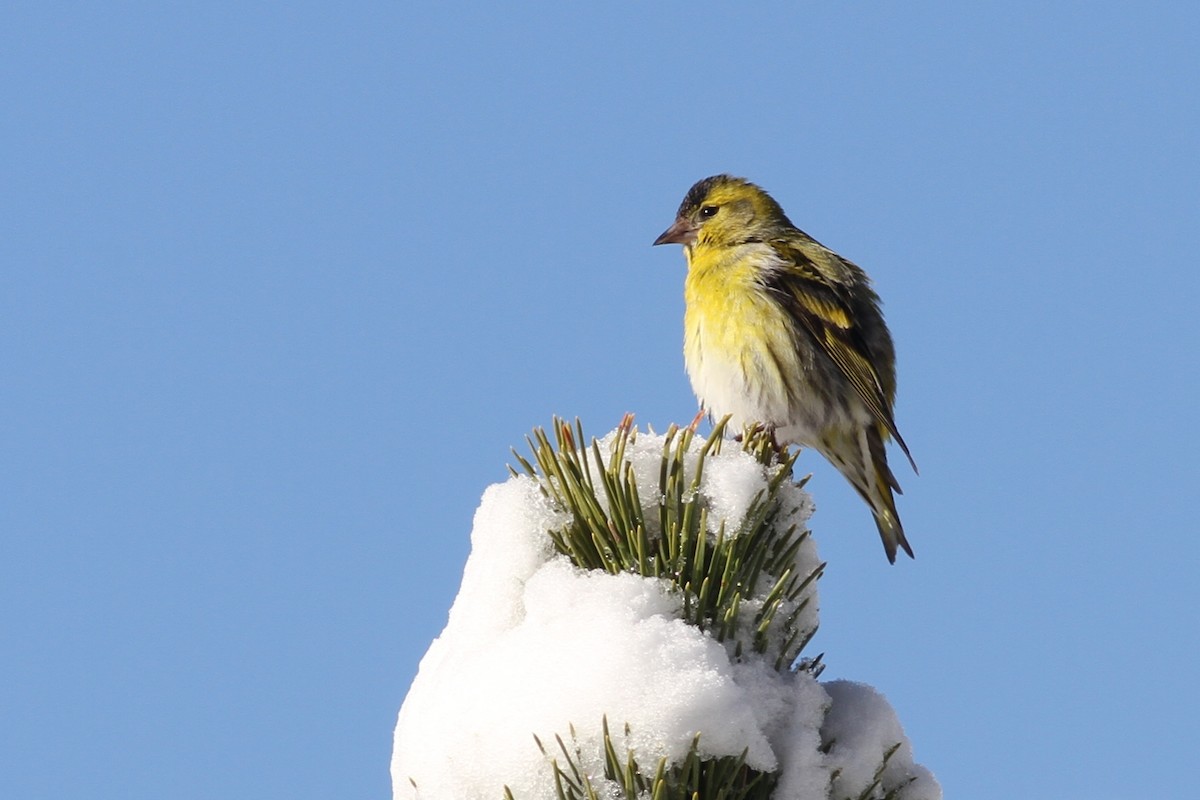 Eurasian Siskin - ML641243554