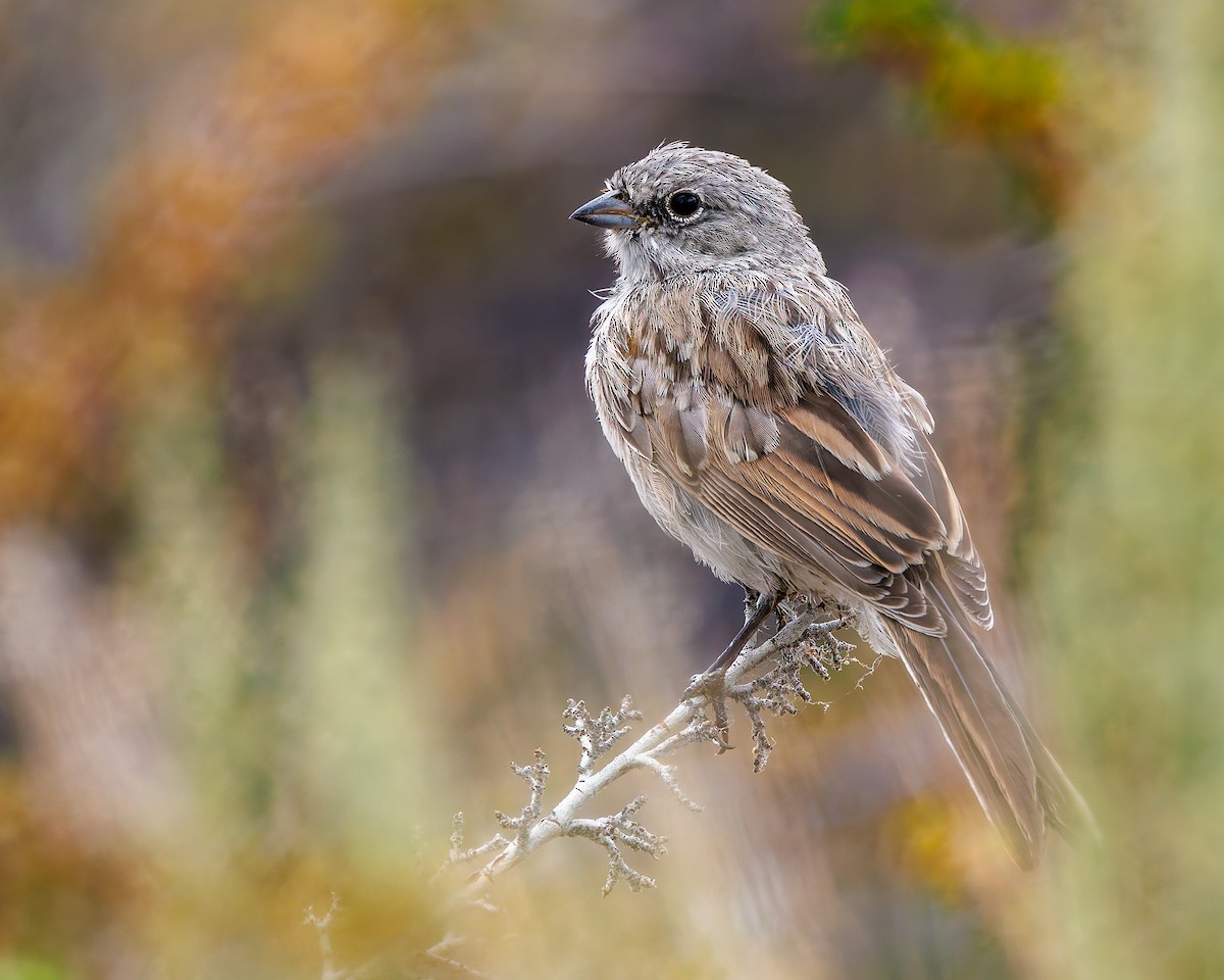 Sagebrush Sparrow - ML641243565