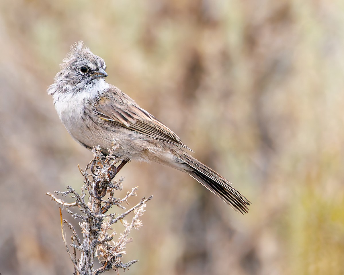 Sagebrush Sparrow - ML641243566