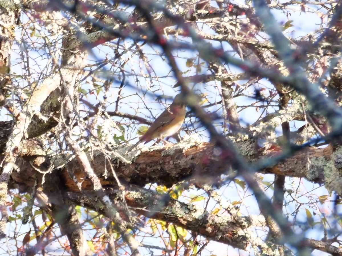 brunhodetrost - ML641243605