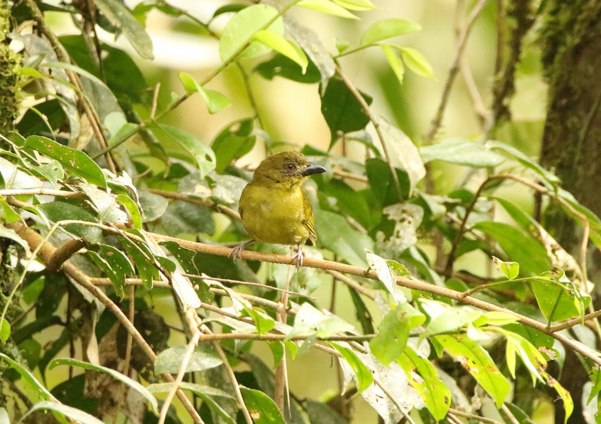 Yellow-lored Tanager - ML641243613