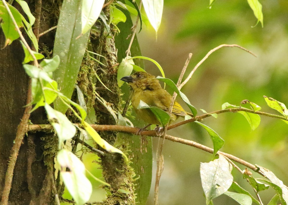 Yellow-lored Tanager - ML641243614