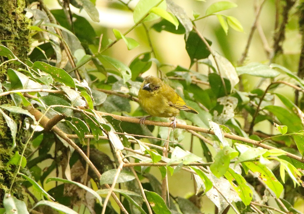 Yellow-lored Tanager - ML641243615