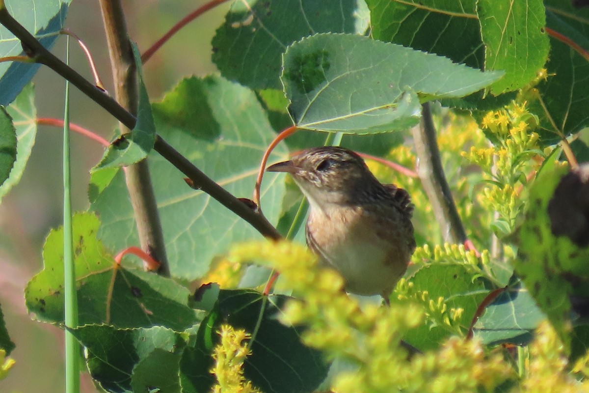 Sedge Wren - ML641243641