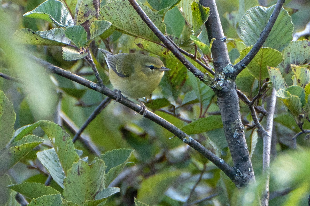 Tennessee Warbler - ML641243642