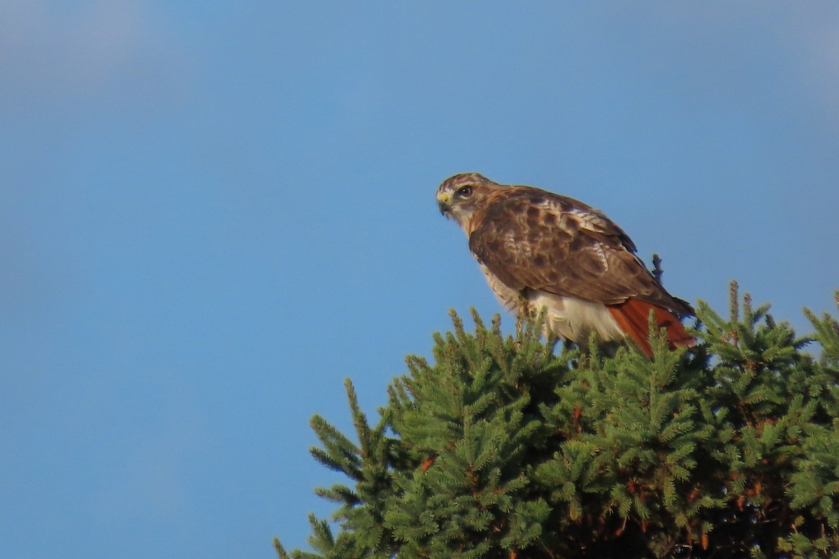 káně rudochvostá - ML641243658