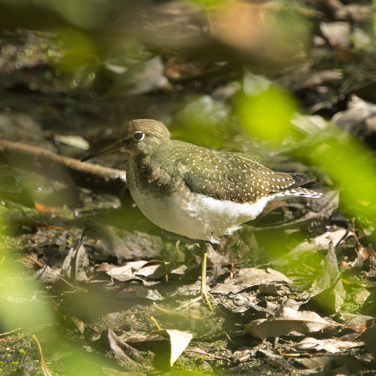 Solitary Sandpiper - ML641243665
