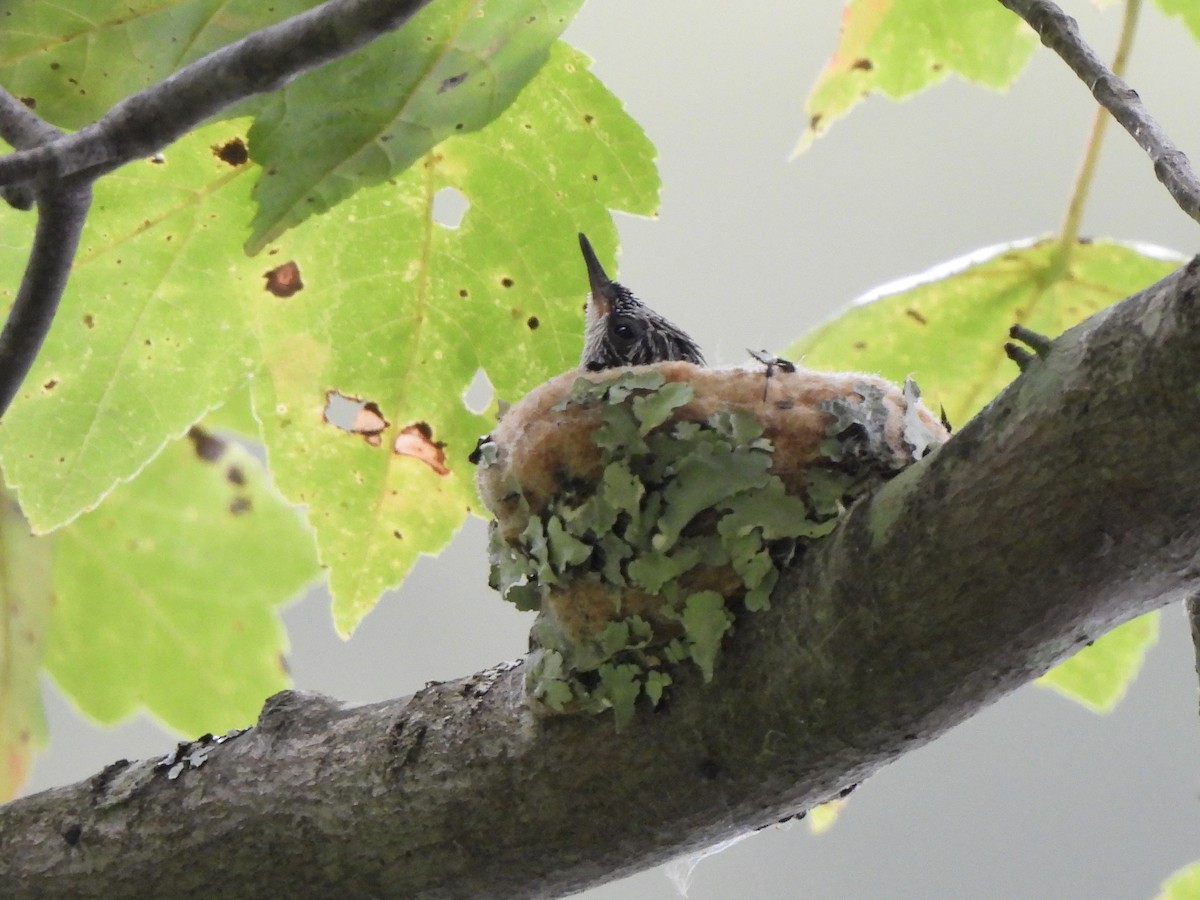 Yakut Boğazlı Kolibri - ML641243694