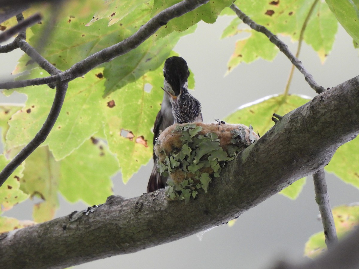 Yakut Boğazlı Kolibri - ML641243695